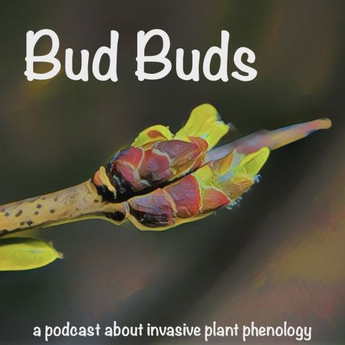 Bud Buds Podcast Page Vermont Invasives